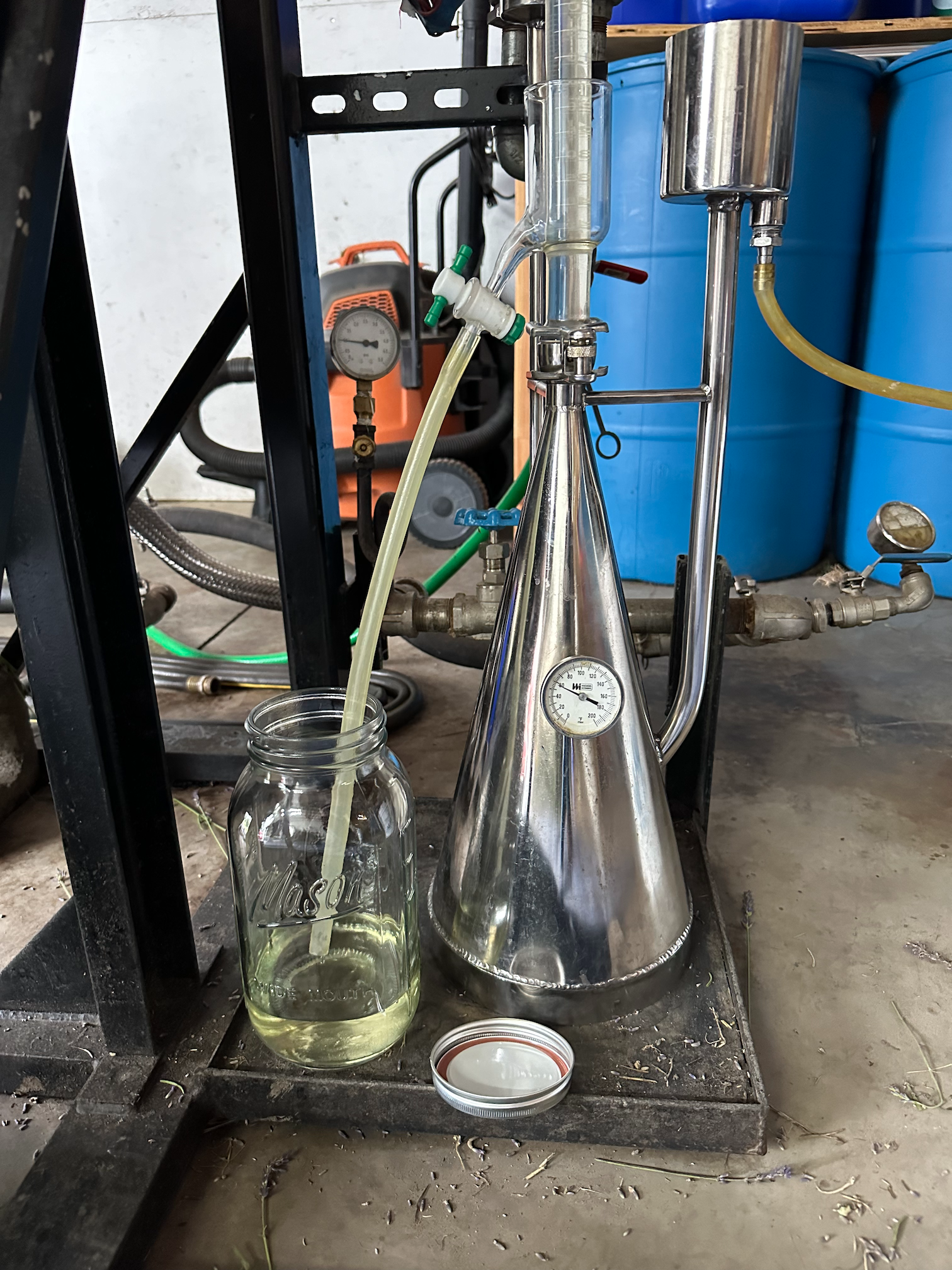 Lavender oil extraction