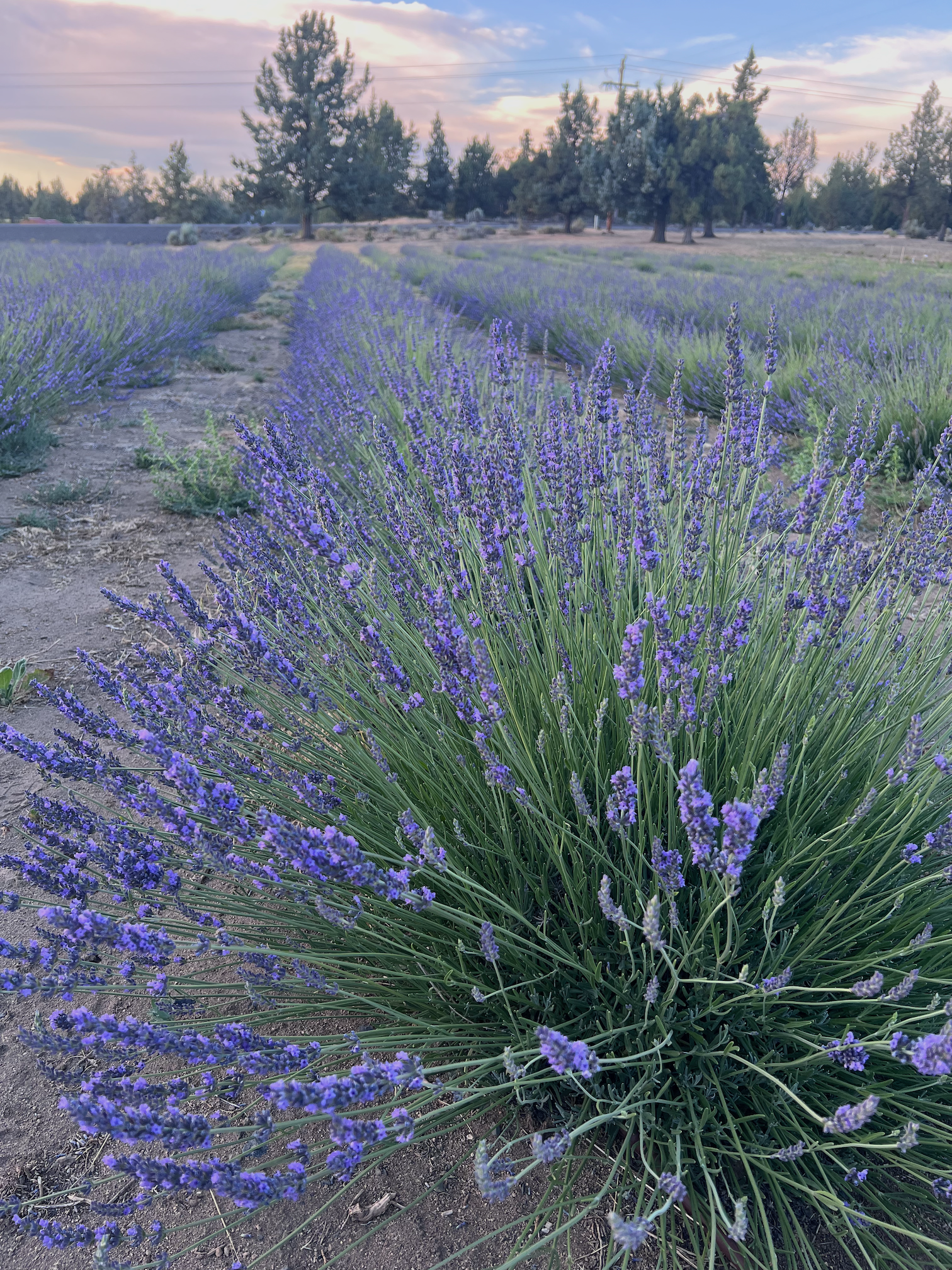 Lush lavender field