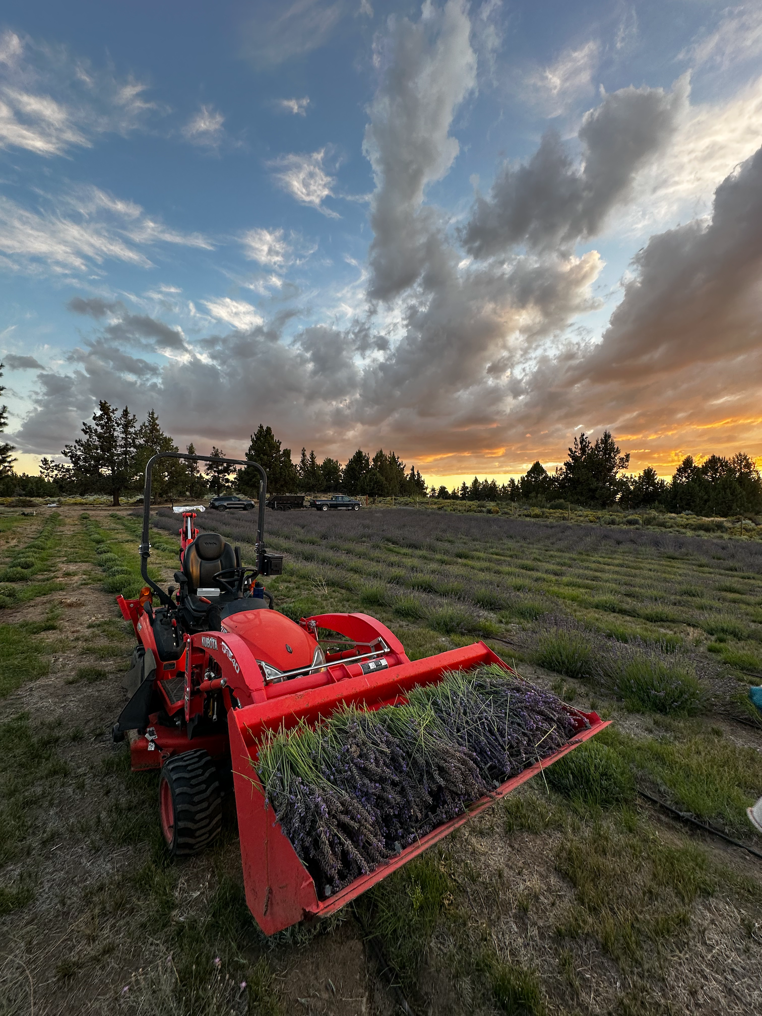 Lavender harvesting with tractor